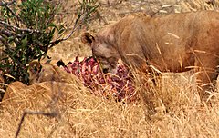 Feestmaal in Tsavo